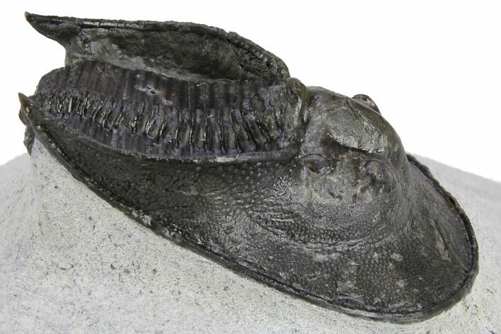 Prone Scotoharpes Trilobite - Boudib, Morocco #259683